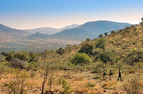 Bush Walks Pilanesberg Bakubung Bush Lodge Pilanesberg National Park