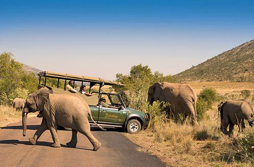 Game Drives Elephant herd sighting Pilanesberg Bakubung Bush Lodge Pilanesberg National Park