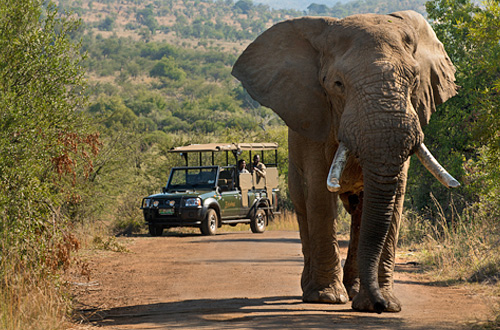 Pilanesberg Bakubung Bush Lodge Safari Game Drives Elephant Pilanesberg National Park South Africa