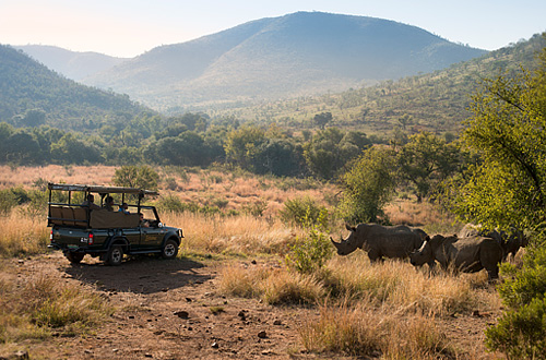 Game Drives Rhino clash herd sighting Pilanesberg Bakubung Bush Lodge Pilanesberg National Park