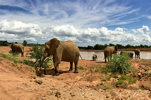 Elephant Herd Sighting Waterhole Black Rhino Game Lodge Pilanesberg Game Park Black Rhino Private Game Reserve