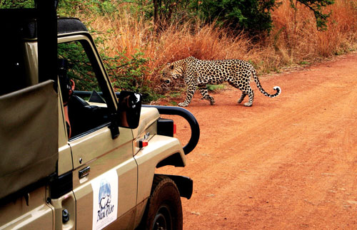 Africa Safari Leopard Sighting Pilanesberg Black Rhino Game Lodge Pilanesberg Game Park