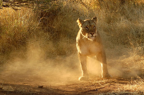 Pilanesberg Ivory Tree Game Lodge Lioness Big 5 Malaria Free Pilanesberg National Park South Africa