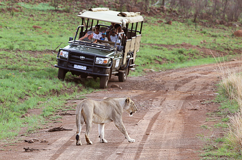 Pilanesberg Ivory Tree Game Lodge Big 5 Malaria Free Pilanesberg National Park South Africa