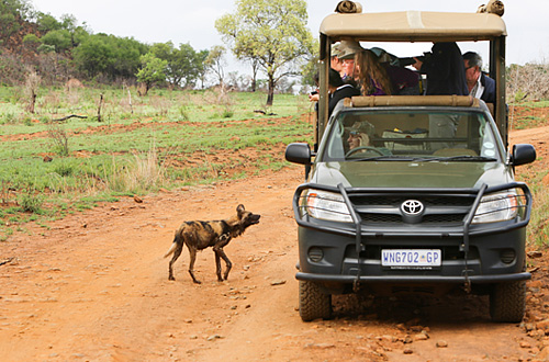 Pilanesberg Ivory Tree Game Lodge Game Drives Wild Dog Big 5 Malaria Free Pilanesberg National Park South Africa