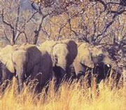 Elephants