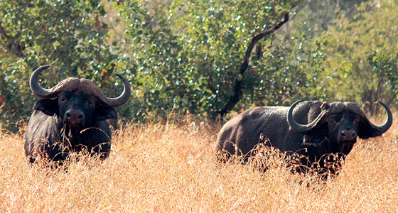 African Buffalo Sighting Game Drive Safari Accommodation Bookings Pilanesberg Game Reserve Malaria free Big Five Game Reserve