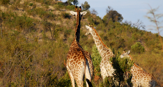 Giraffe Sighting Safari Accommodation Bookings Pilanesberg Game Reserve  Malaria free Big Five Game Reserve