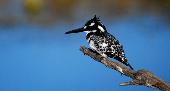 Pied Kingfisher Sighting Game Drive Accommodation Bookings Pilanesberg Game Reserve Safari Malaria free Big Five Game Reserve