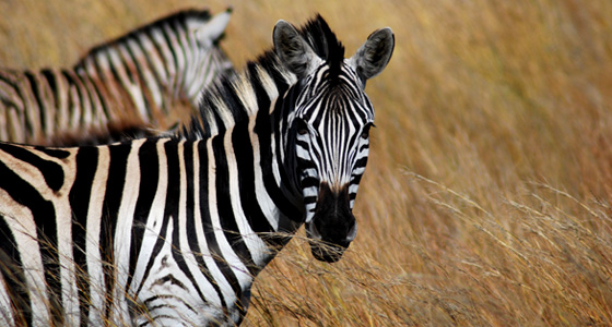 Zebra Grazing Accommodation Bookings Pilanesberg Game Reserve Safari Malaria free Big Five Game Reserve