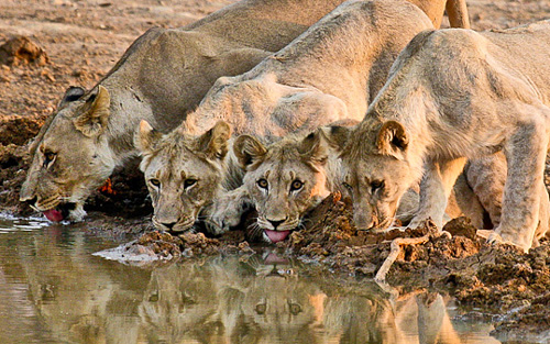 Pilanesberg Private Lodge Big 5 Pilanesberg Game Reserve Safari Accommodation Bookings South Africa