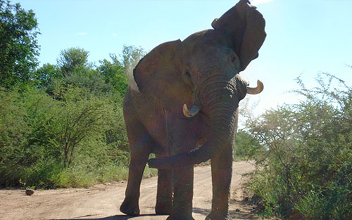 Elephant Sighting Game Drives Big 5 Pilanesberg Private Lodge Pilanesberg Game Reserve Accommodation Bookings Luxury Accommodation