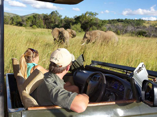 Elephant Sighting Game Drives Shepherd's Tree Game Lodge Accommodation Pilanesberg Game Reserve