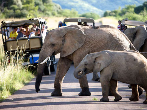 Elephant Sighting Game Drives Shepherd's Tree Game Lodge Accommodation Pilanesberg Game Reserve