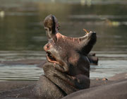 Hippo