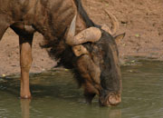 Wildebeast