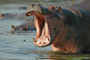 Hippo