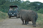 Rhino