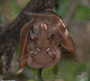 Epiletted Fruit Bat