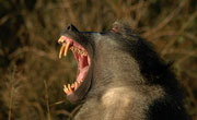 Baboon