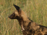 African Wild dog