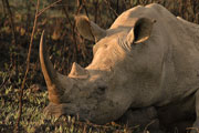 Rhino